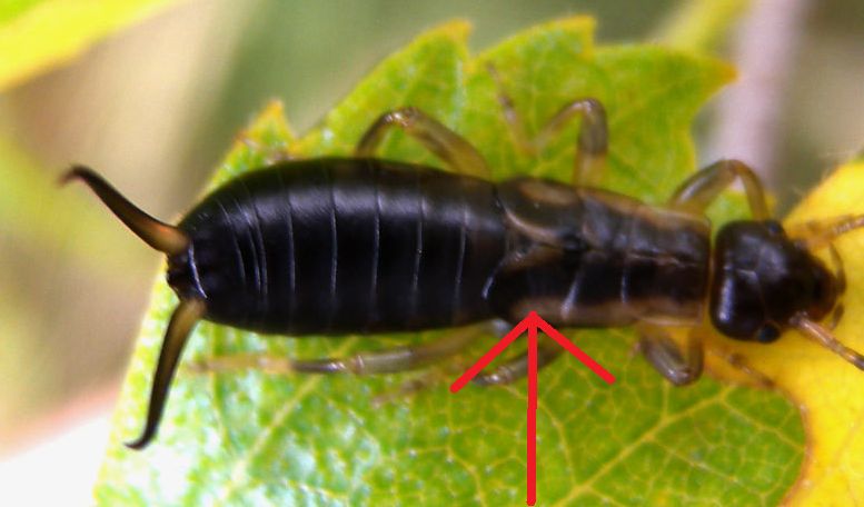 Forficula auricularia dal Val Anzasca (VB)