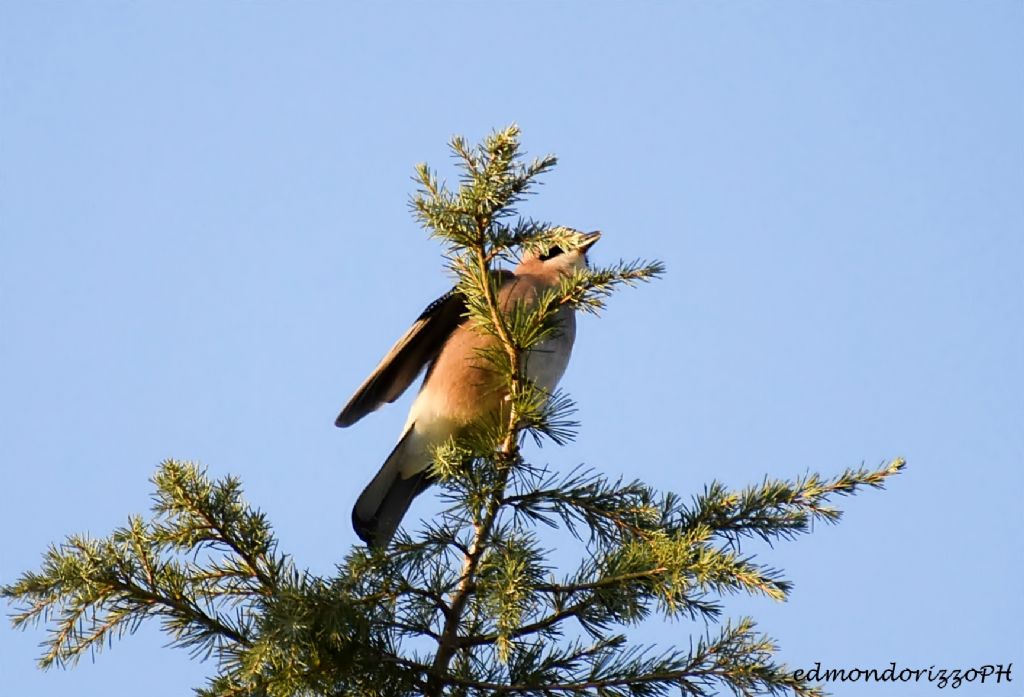 Ghiandaia (Garrulus glandarius)