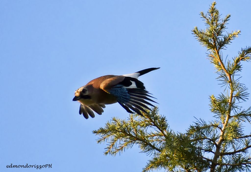 Ghiandaia (Garrulus glandarius)