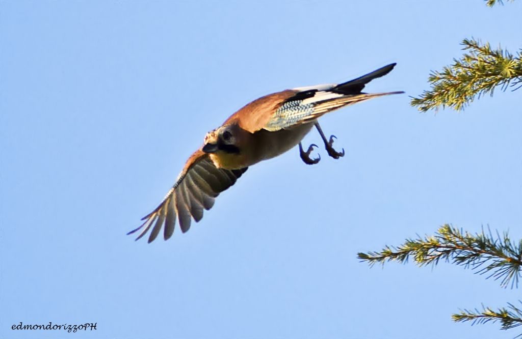 Ghiandaia (Garrulus glandarius)