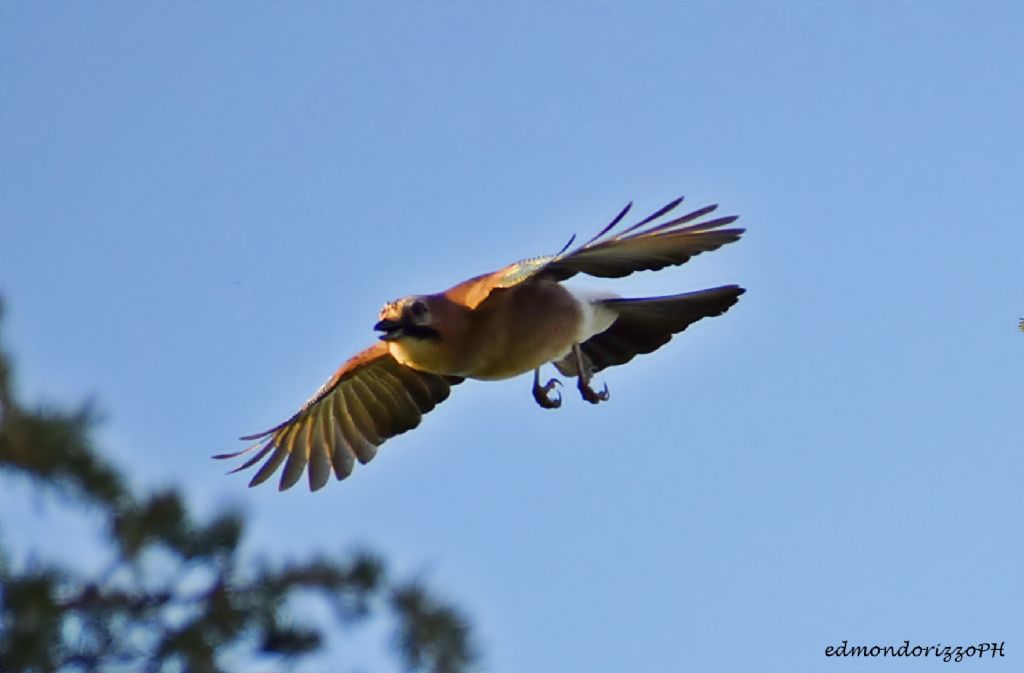 Ghiandaia (Garrulus glandarius)