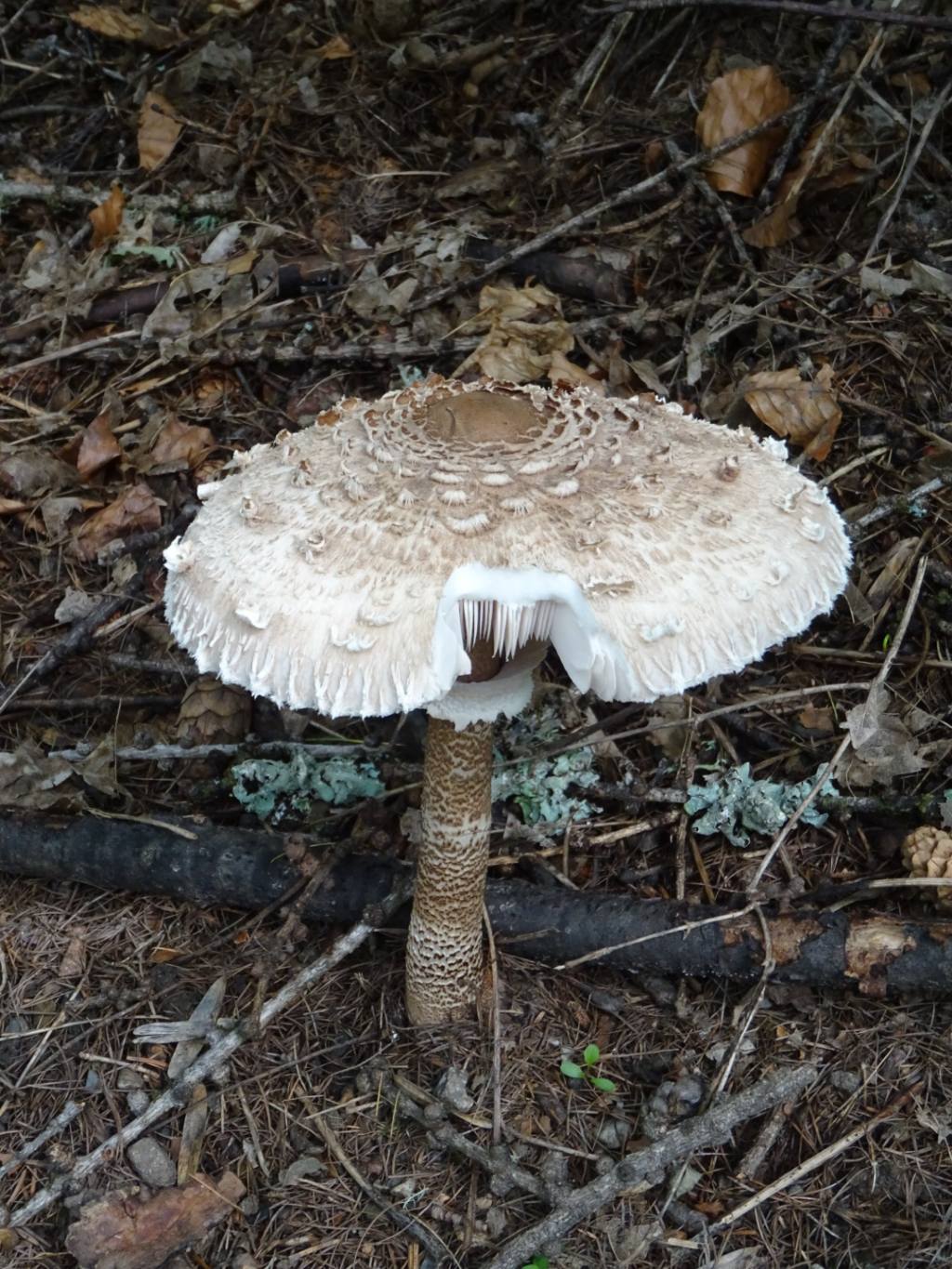 Funghi valdostani da identificare