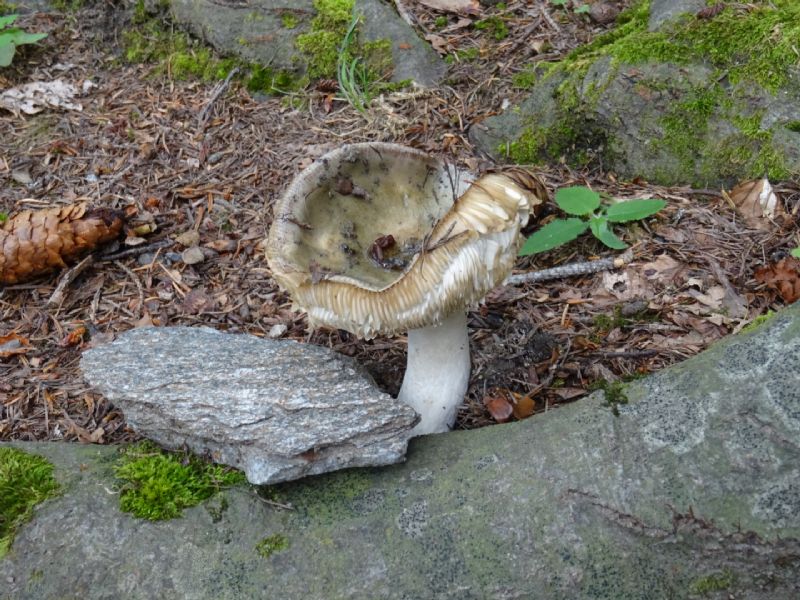 Funghi valdostani da identificare