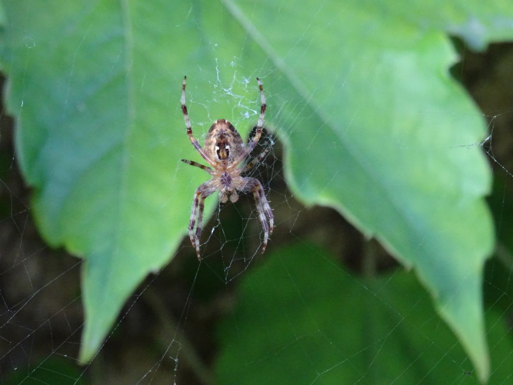 Araneus sp. - Genova