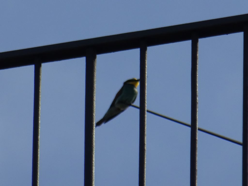 Gruccione (Merops apiaster)