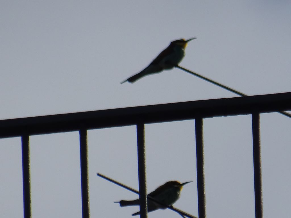 Gruccione (Merops apiaster)