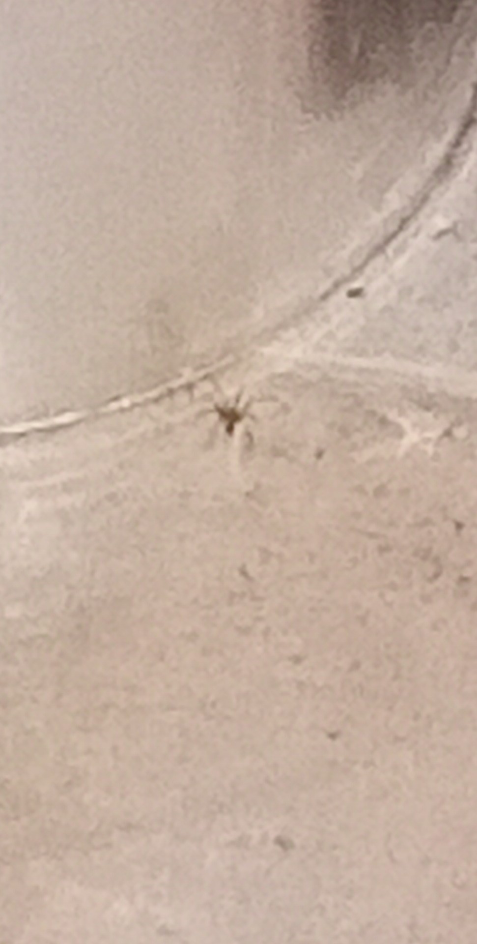 Identificazione ragno violino (?)