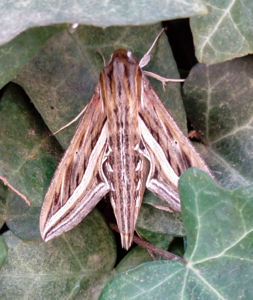 Specie notturna su foglie di edera:  Hippotion celerio (Sphyngidae)