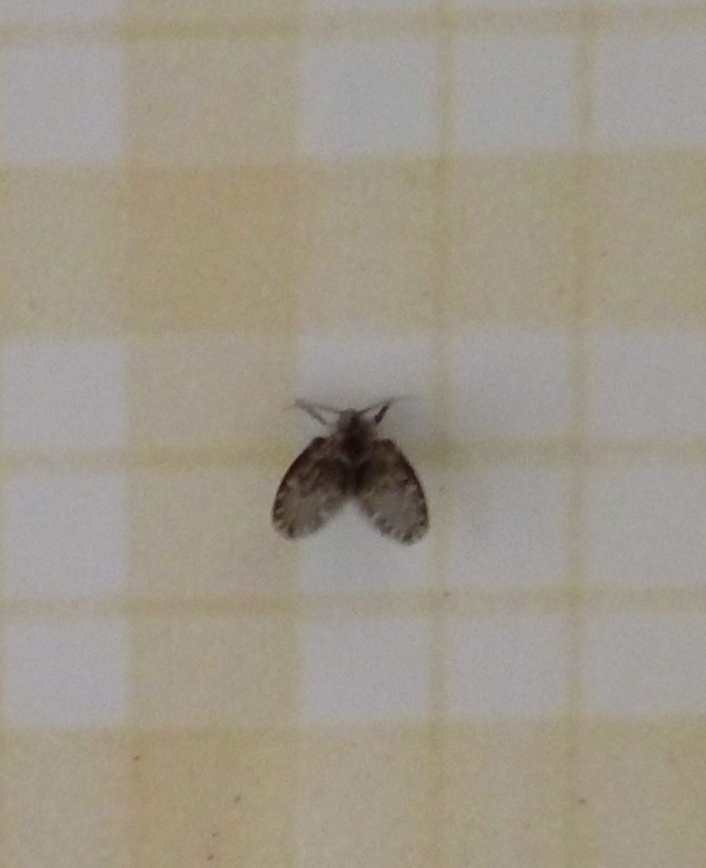 Moscerino...fam.  Psychodidae