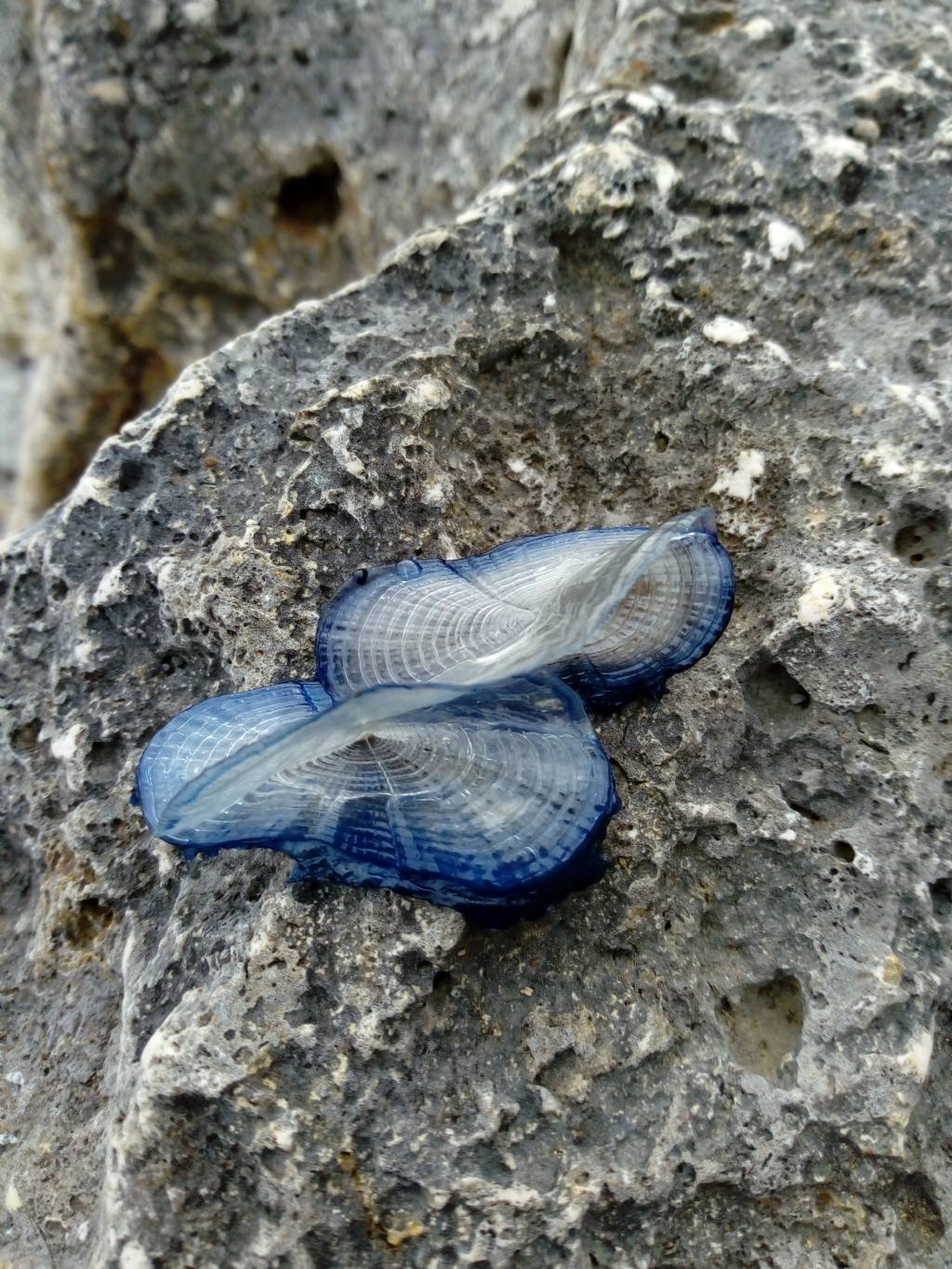 morìa di Velella velella