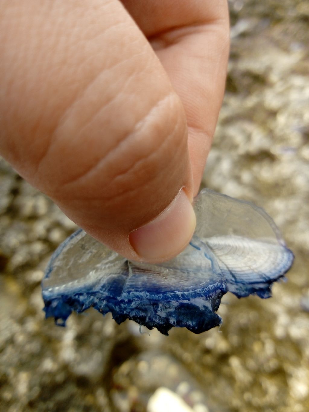 morìa di Velella velella