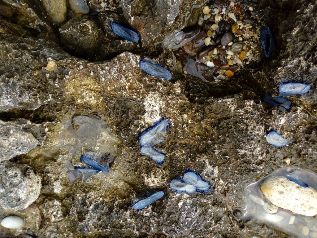 morìa di Velella velella