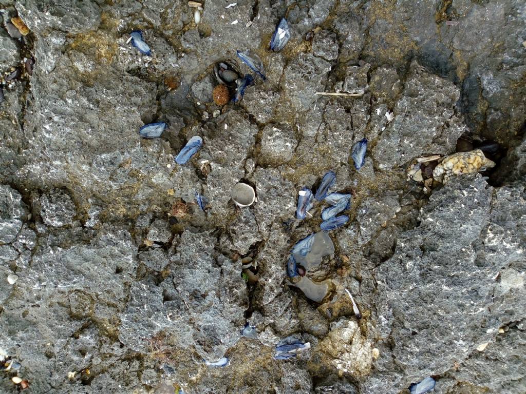 morìa di Velella velella