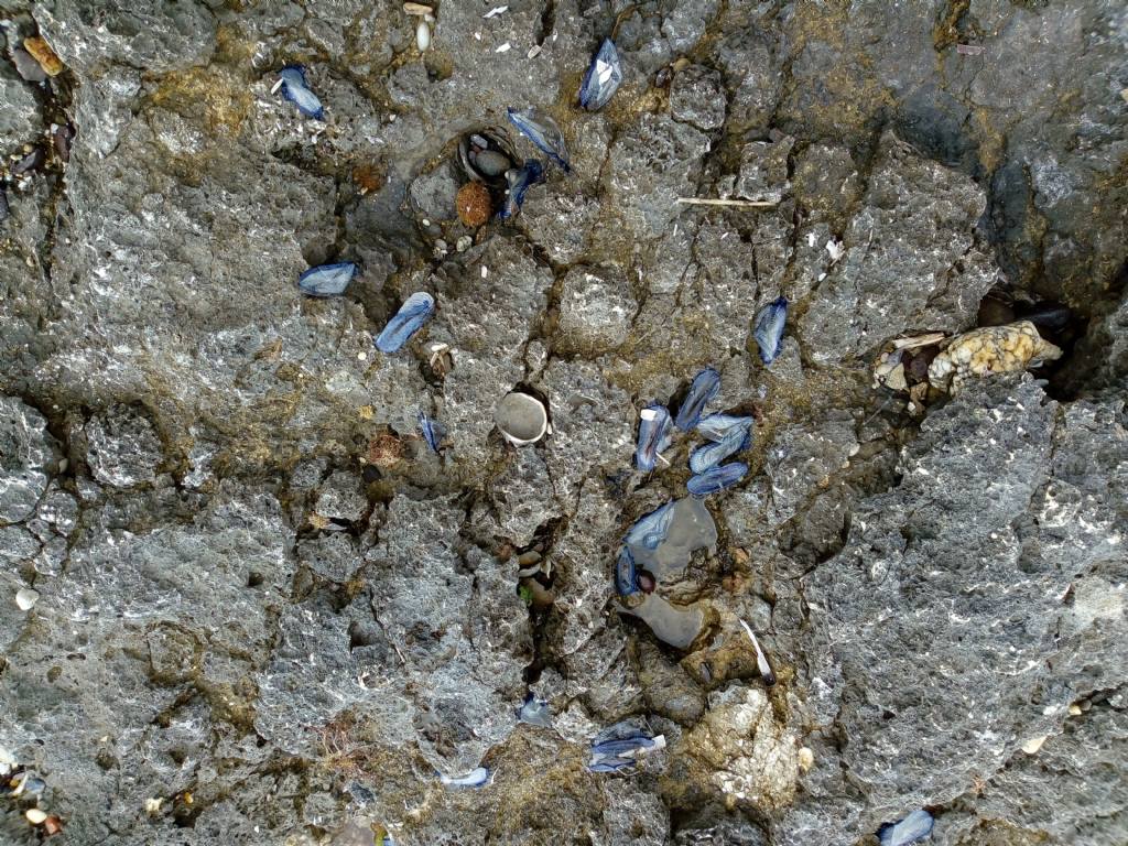 mora di Velella velella