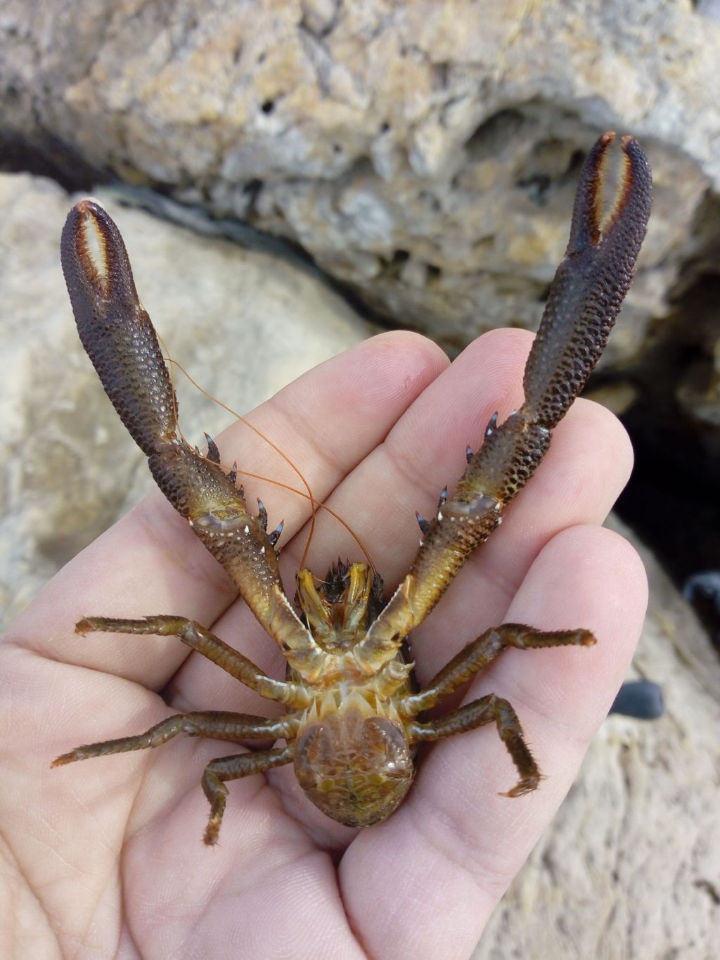 Crostaceo ma di che specie ? Galathea cfr. squamifera