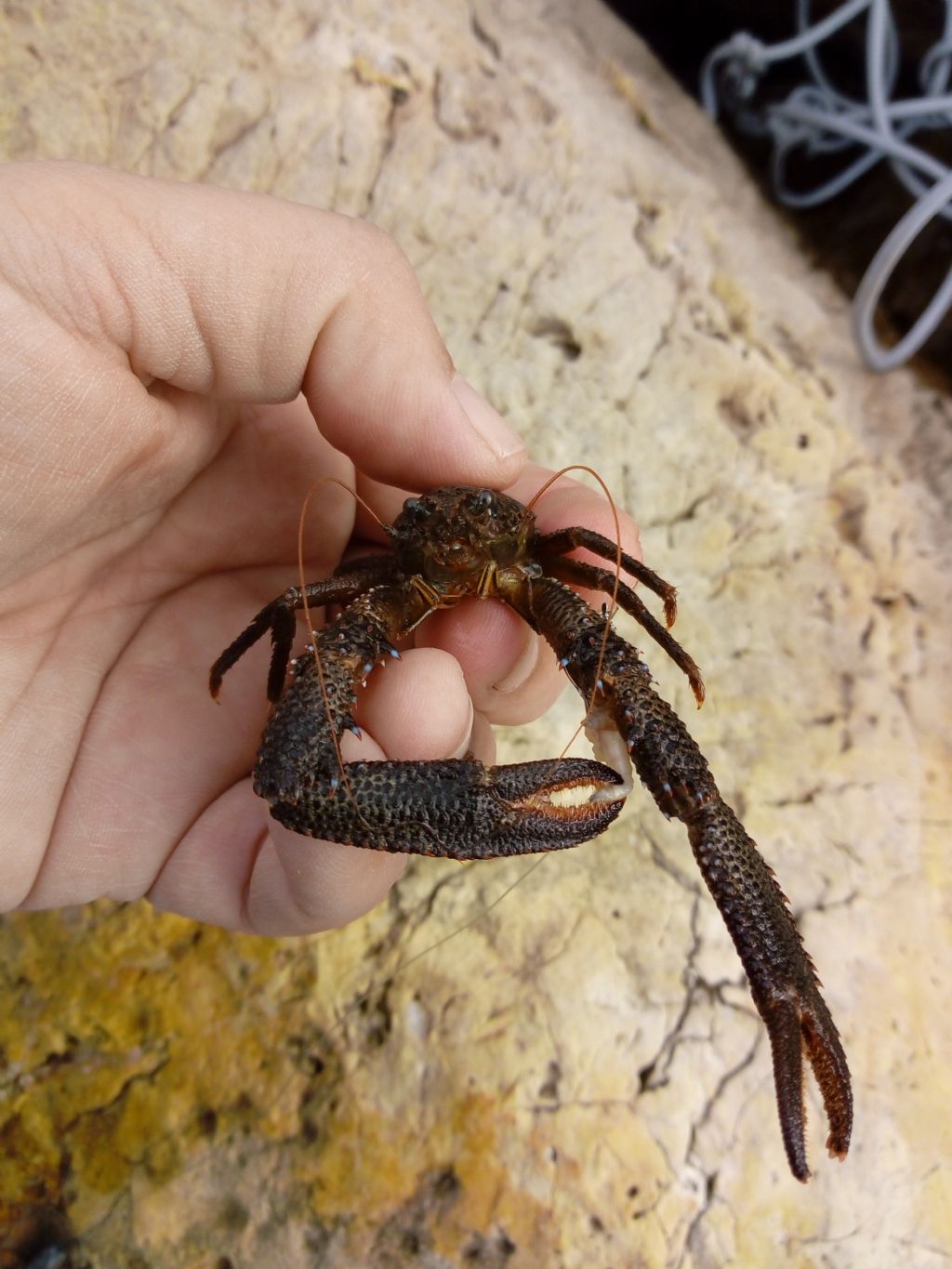 Crostaceo ma di che specie ? Galathea cfr. squamifera