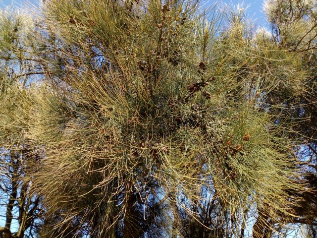 Albero con pignette:   Casuarina cfr. cunninghamiana