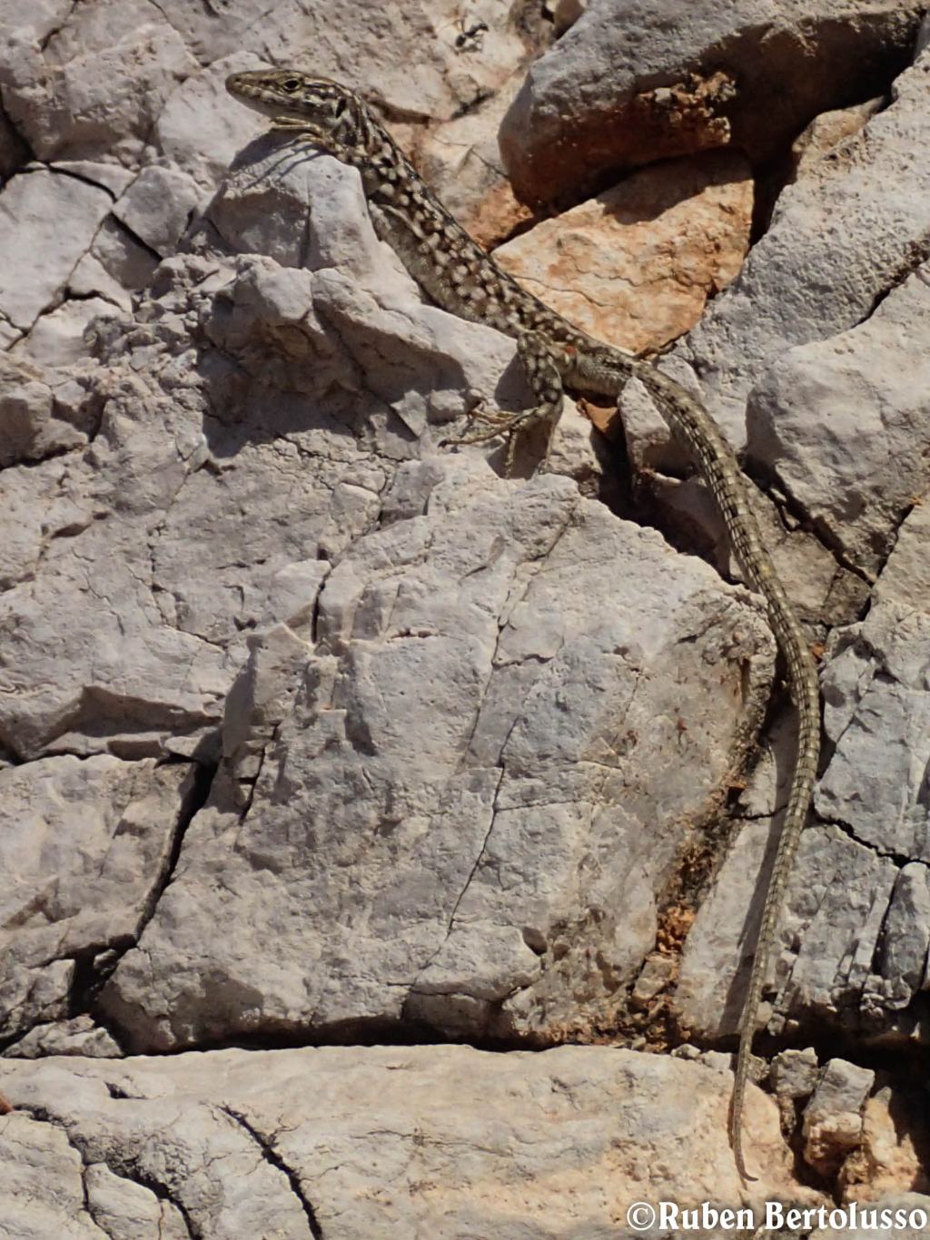 Riconoscimento Podarcis Sicula