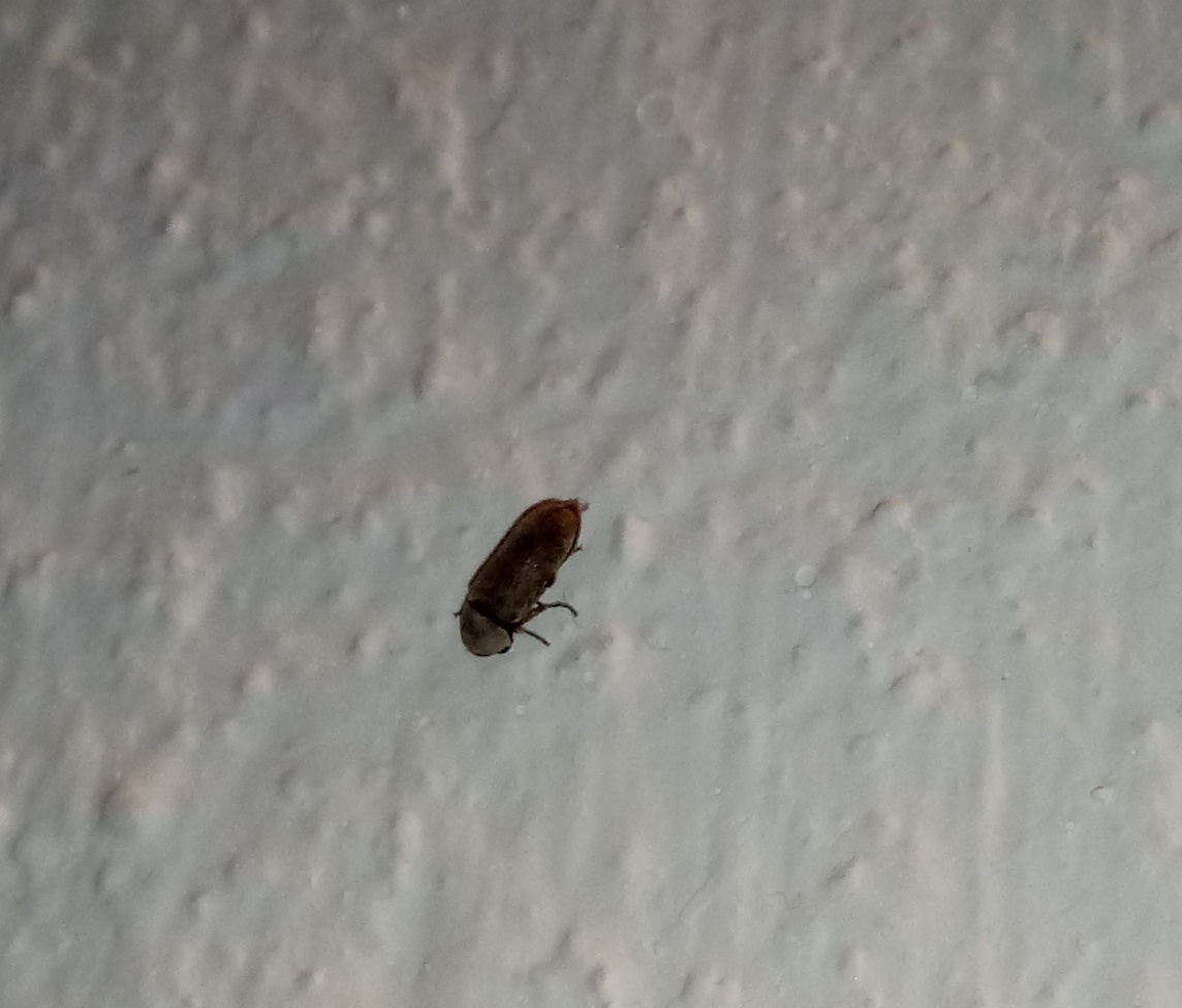 Un saluto ed identificazione piccoli insettini: Coleottero ignoto e tarlo: Anobiidae sp.