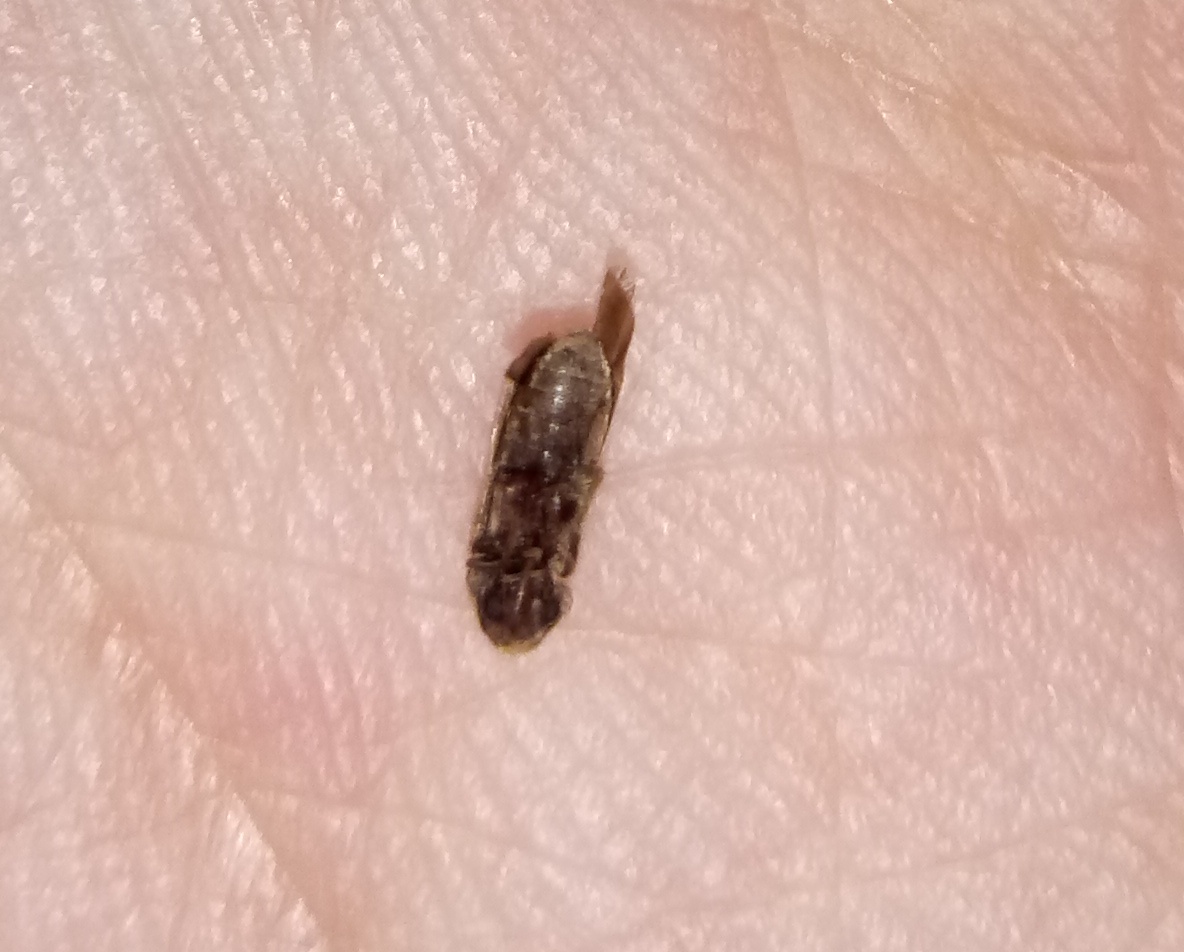 Un saluto ed identificazione piccoli insettini: Coleottero ignoto e tarlo: Anobiidae sp.