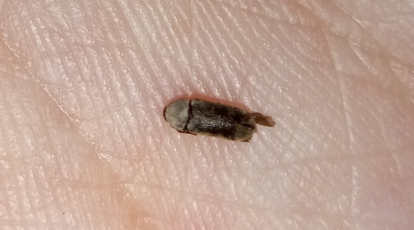 Un saluto ed identificazione piccoli insettini: Coleottero ignoto e tarlo: Anobiidae sp.