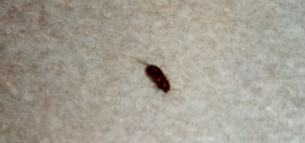 Un saluto ed identificazione piccoli insettini: Coleottero ignoto e tarlo: Anobiidae sp.