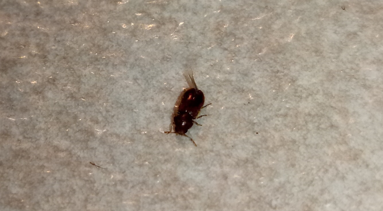 Un saluto ed identificazione piccoli insettini: Coleottero ignoto e tarlo: Anobiidae sp.