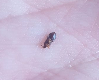  una cimice dei letti? No, Anthocoridae: Xylocoris sp.