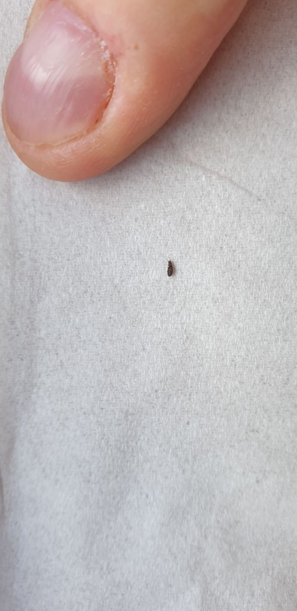 Un saluto ed identificazione piccoli insettini: Coleottero ignoto e tarlo: Anobiidae sp.