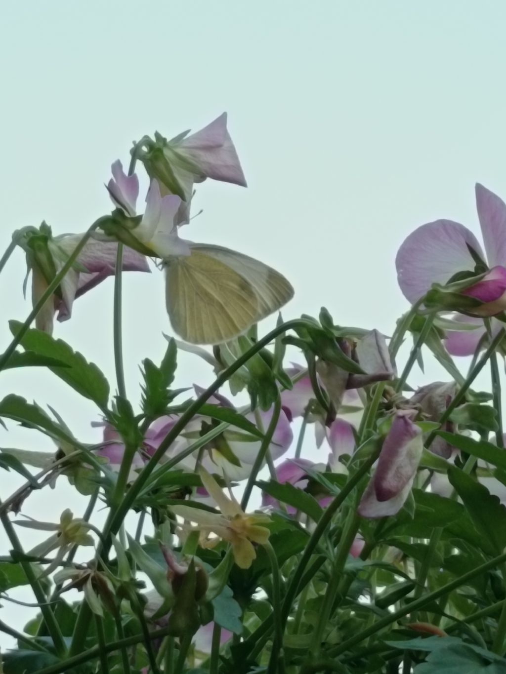 Pieris mannii?