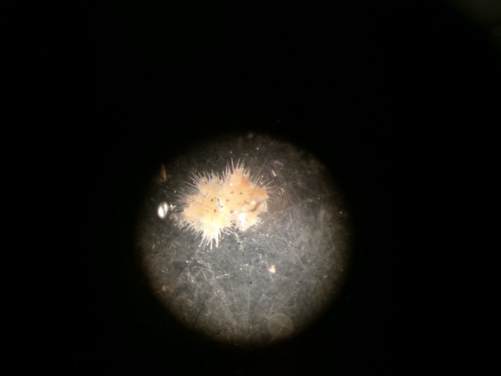 Riconoscimento animale microscopico trovato in sedimento sabbioso