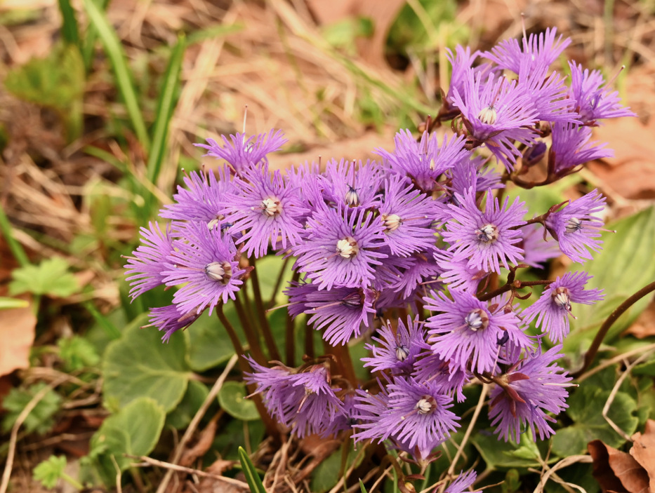 Soldanella alpina (Primulaceae)