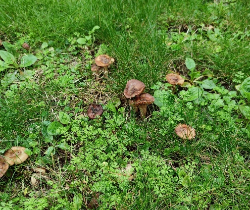 Identificazione di un fungo 2