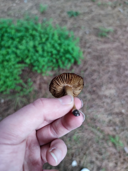 Identificazione di un fungo 2