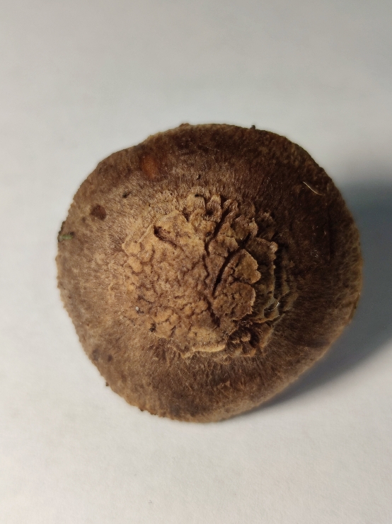 Identificazione di un fungo 3