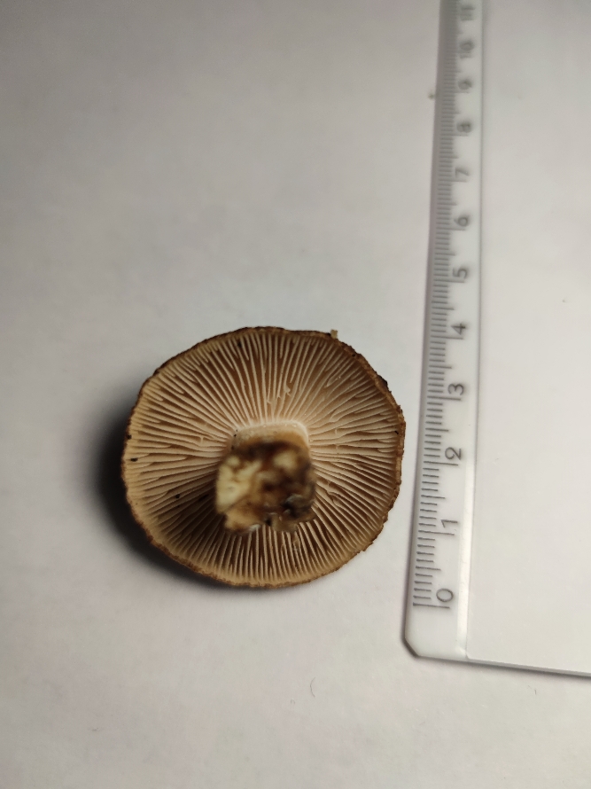 Identificazione di un fungo 3