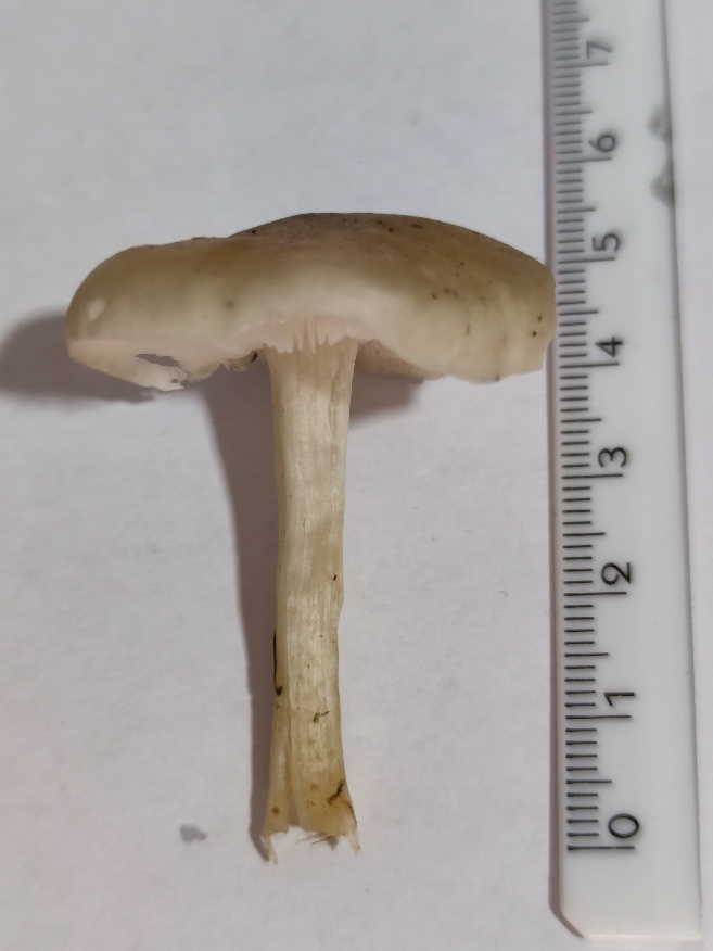 Identificazione di un fungo 3