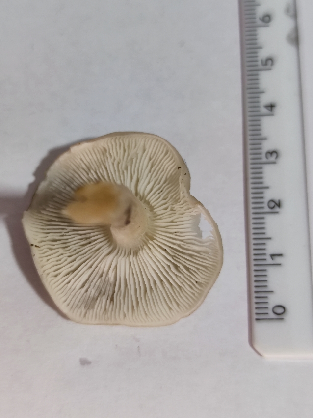 Identificazione di un fungo 3