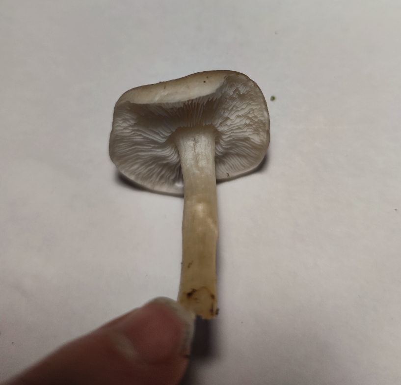 Identificazione di un fungo 3