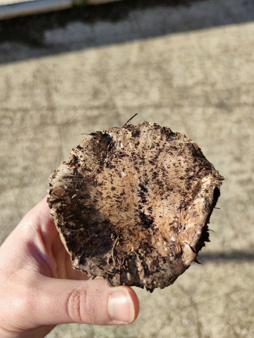 Identificazione di un fungo 1