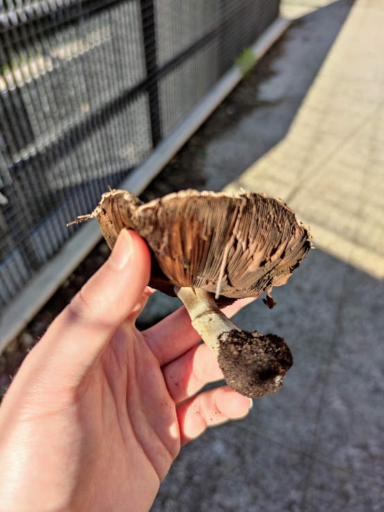 Identificazione di un fungo 1