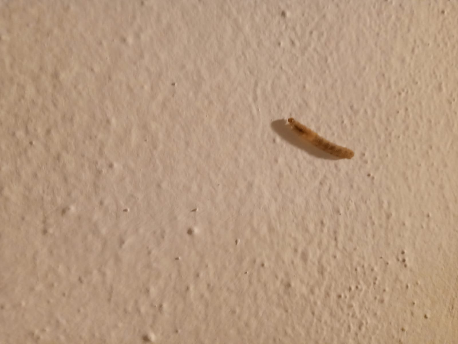 Un aiuto per determinare: Larva da id.