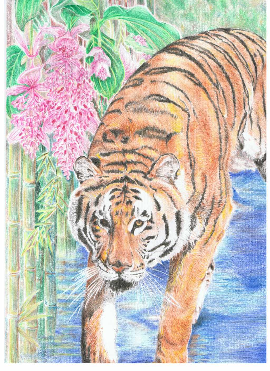 Gatto europeo & Co