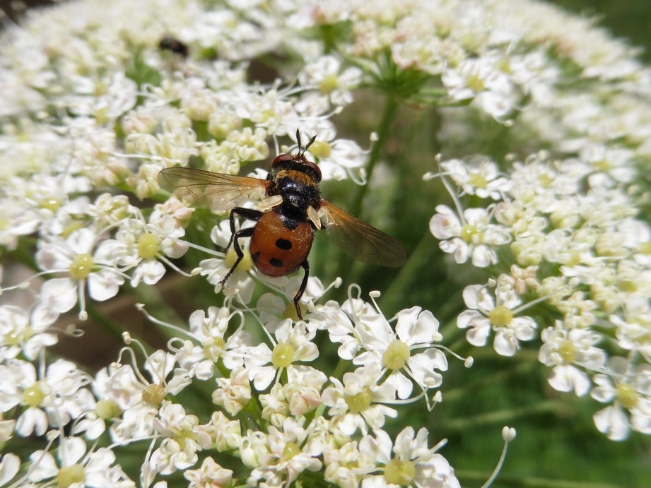 Tachinidae: Gymnosoma sp.