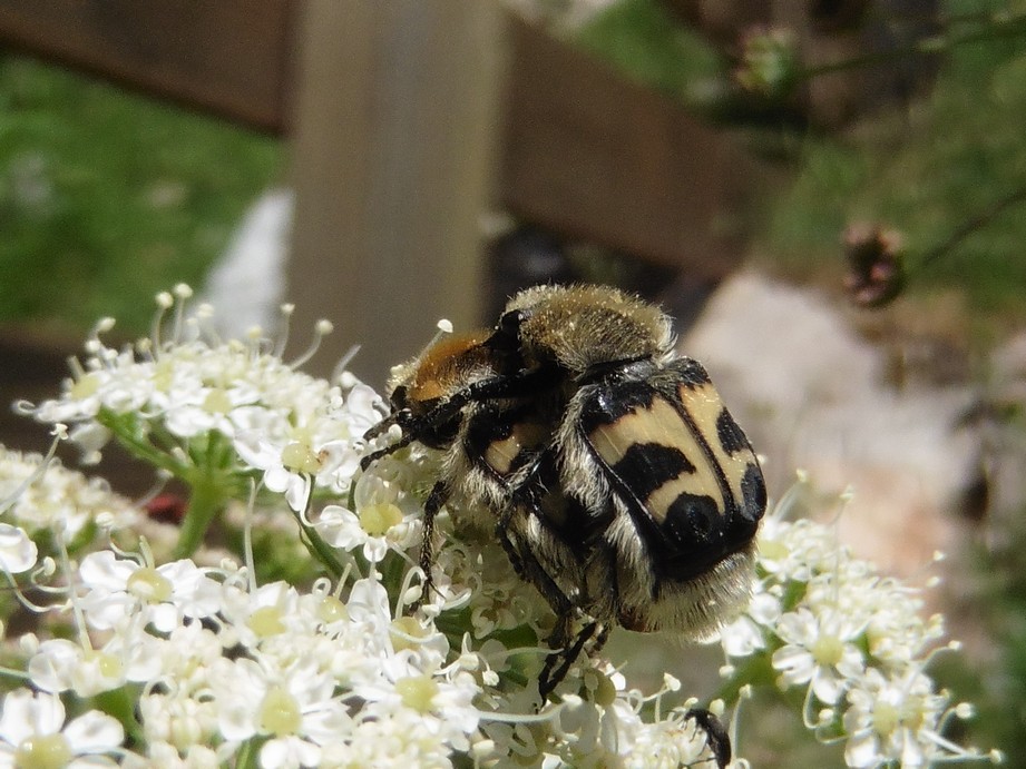 Cetoniidae: Trichius cfr. fasciatus