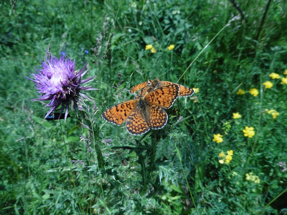 Melitaea sp. - Melitaea phoebe, Nymphalidae