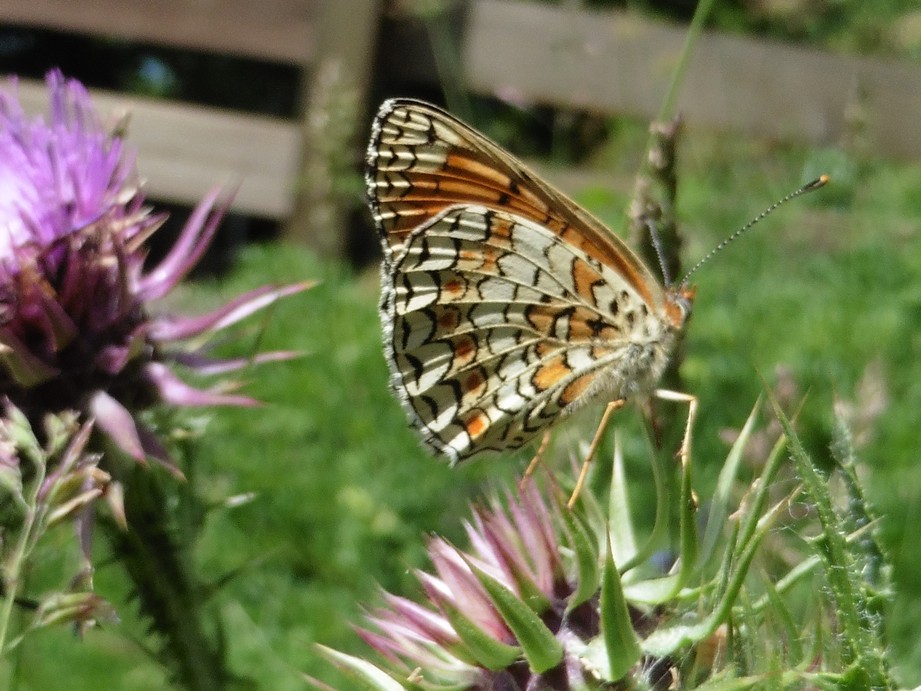 Melitaea sp. - Melitaea phoebe, Nymphalidae