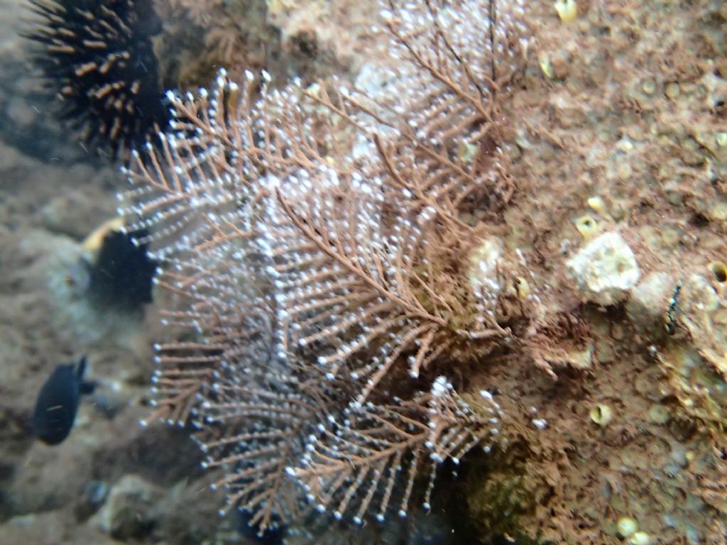 Idrozoi da determinare