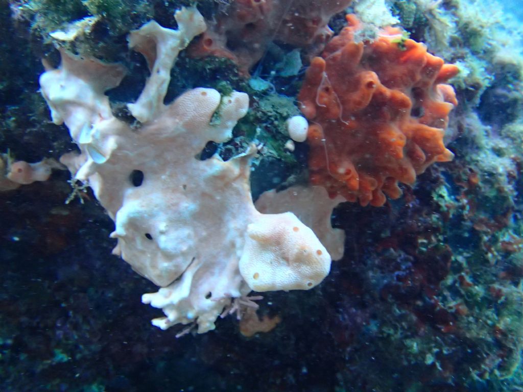 Didemnidae (?) da identificare