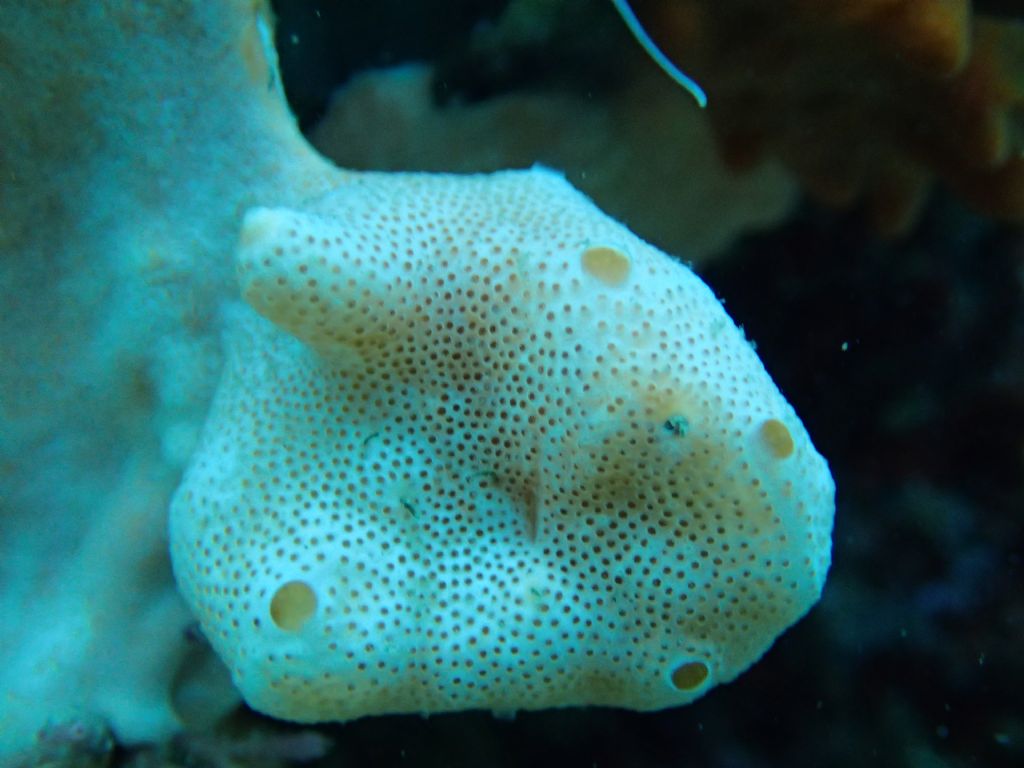 Didemnidae (?) da identificare